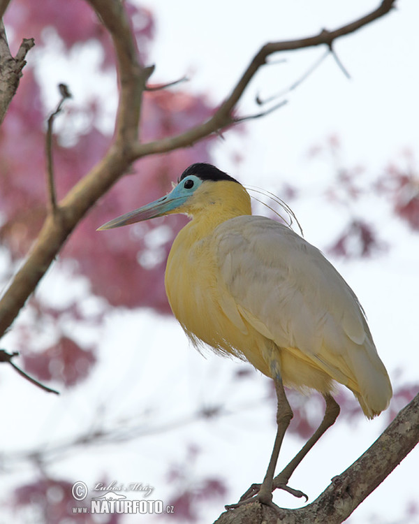 Kappenreiher (Pilherodius pileatus)