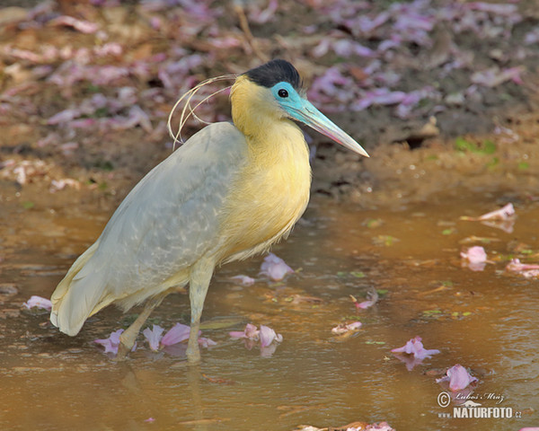 Kappenreiher (Pilherodius pileatus)