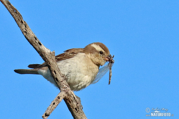 Kapsteinsperling (Gymnoris superciliaris)