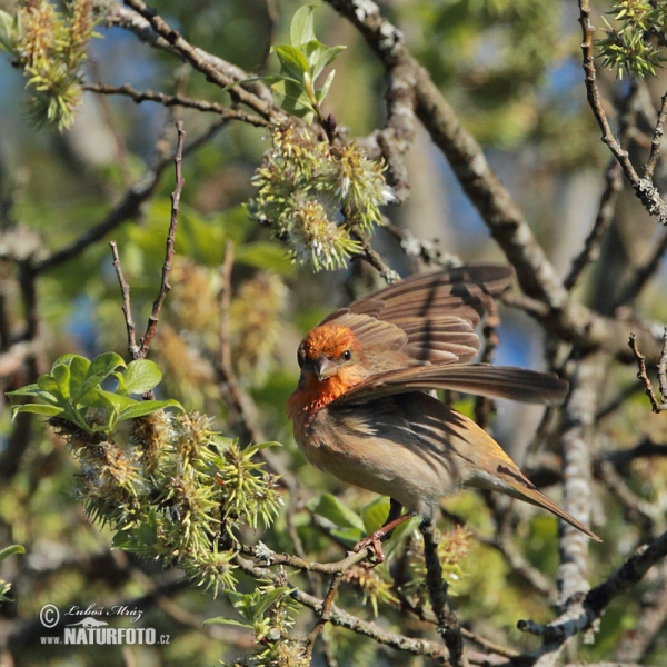 Karmingimpel (Carpodacus erythrinus)