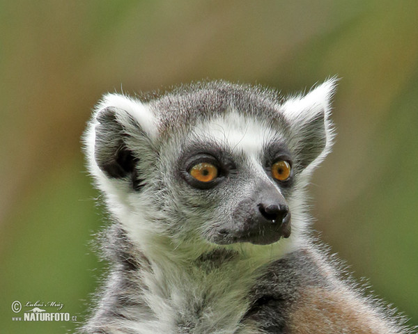 Katta (Lemur catta)