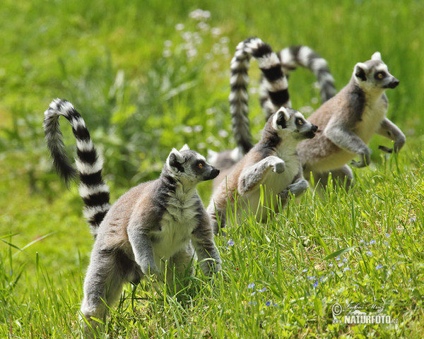 Katta (Lemur catta)