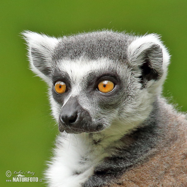 Katta (Lemur catta)