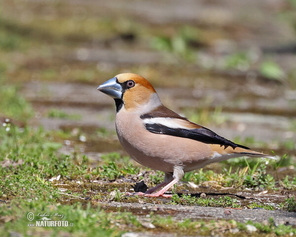 Kernbeisser (Coccothraustes coccothraustes)