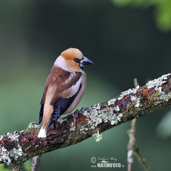 Kernbeisser (Coccothraustes coccothraustes)