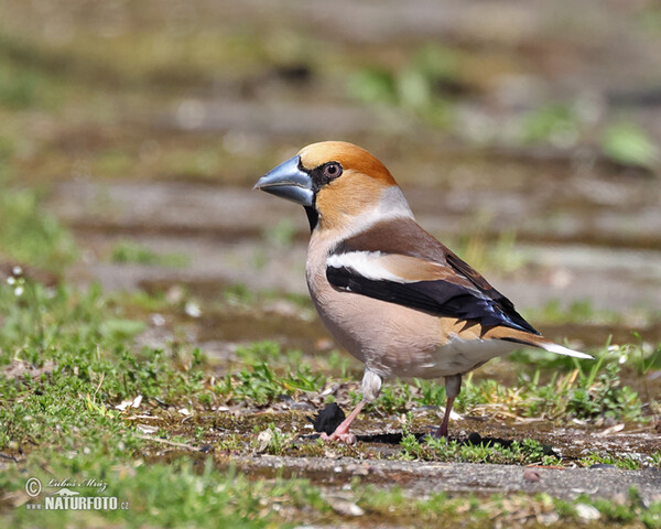 Kernbeisser (Coccothraustes coccothraustes)