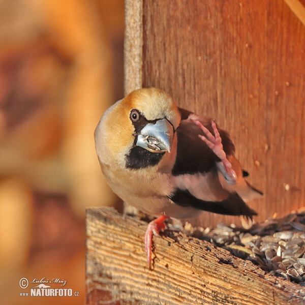 Kernbeisser (Coccothraustes coccothraustes)