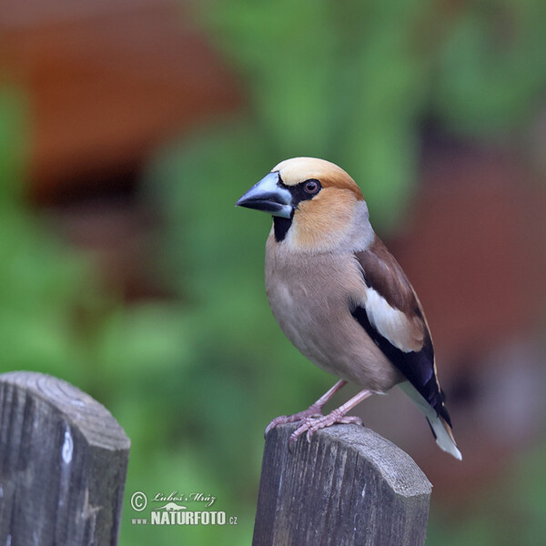 Kernbeisser (Coccothraustes coccothraustes)