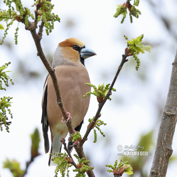 Kernbeisser (Coccothraustes coccothraustes)