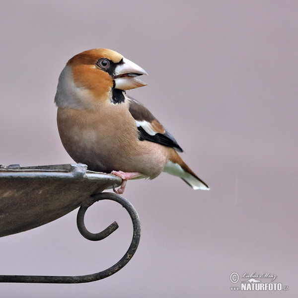 Kernbeisser (Coccothraustes coccothraustes)