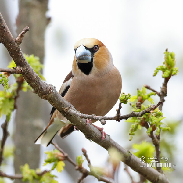 Kernbeisser (Coccothraustes coccothraustes)