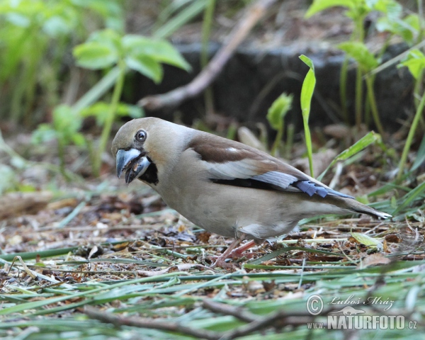 Kernbeisser (Coccothraustes coccothraustes)