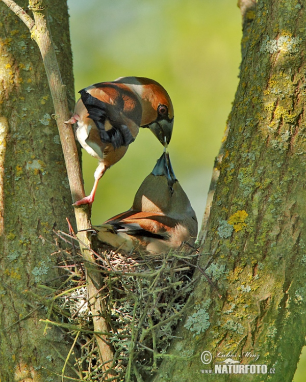 Kernbeisser (Coccothraustes coccothraustes)