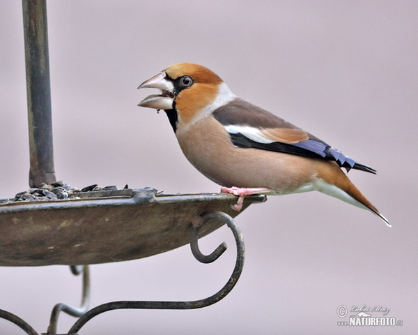 Kernbeisser (Coccothraustes coccothraustes)