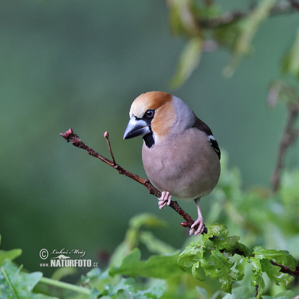 Kernbeisser (Coccothraustes coccothraustes)