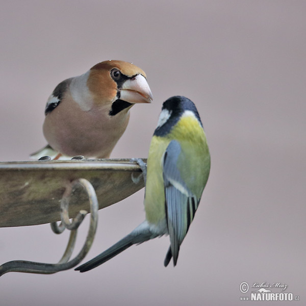 Kernbeisser (Coccothraustes coccothraustes)