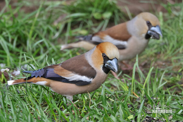 Kernbeisser (Coccothraustes coccothraustes)