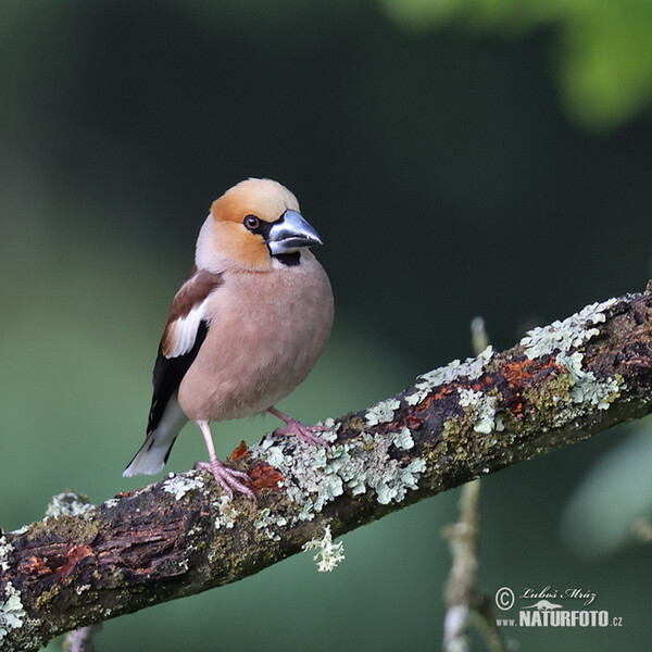 Kernbeisser (Coccothraustes coccothraustes)