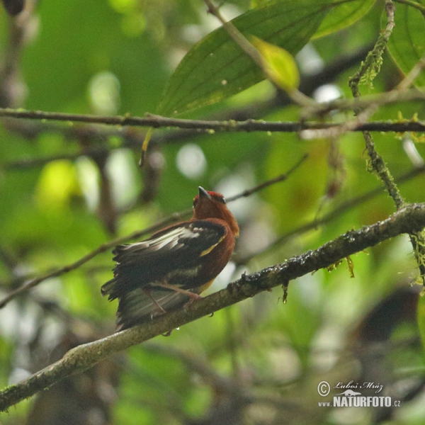 Keulenschwingenpipra (Machaeropterus deliciosus)