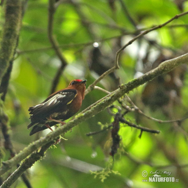 Keulenschwingenpipra (Machaeropterus deliciosus)