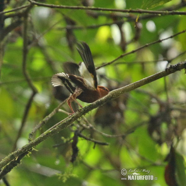 Keulenschwingenpipra (Machaeropterus deliciosus)