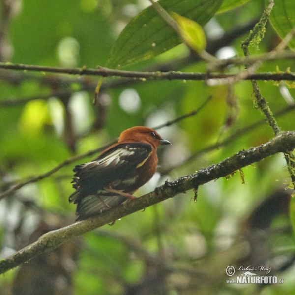 Keulenschwingenpipra (Machaeropterus deliciosus)