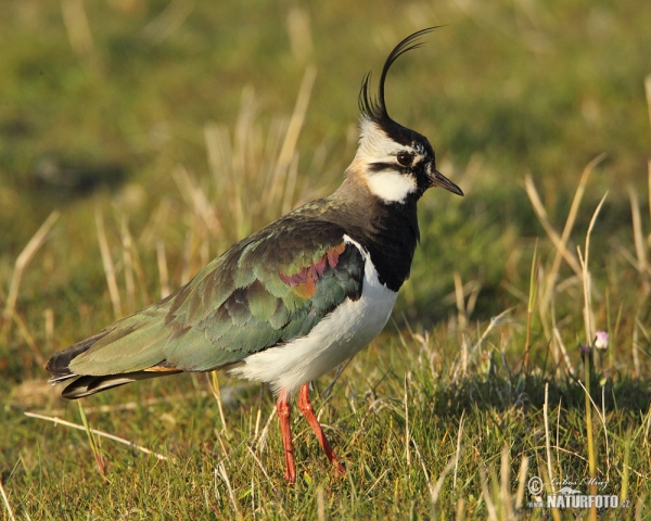 Kiebitz (Vanellus vanellus)