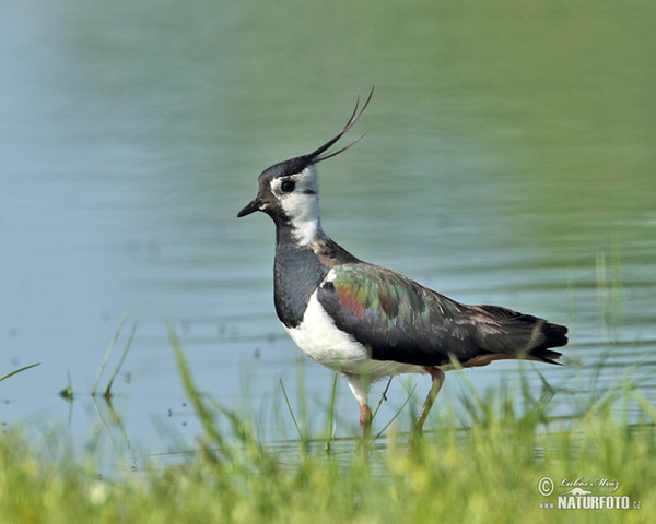 Kiebitz (Vanellus vanellus)