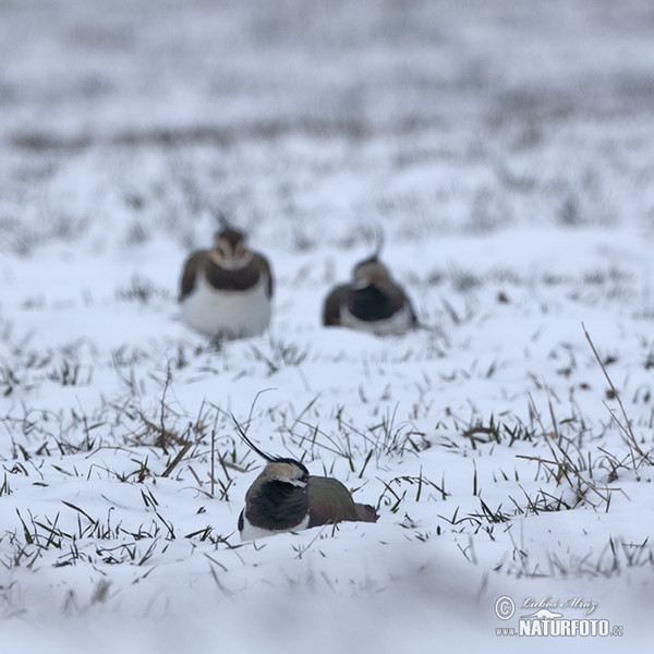 Kiebitz (Vanellus vanellus)