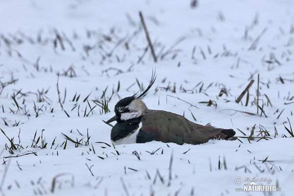 Kiebitz (Vanellus vanellus)