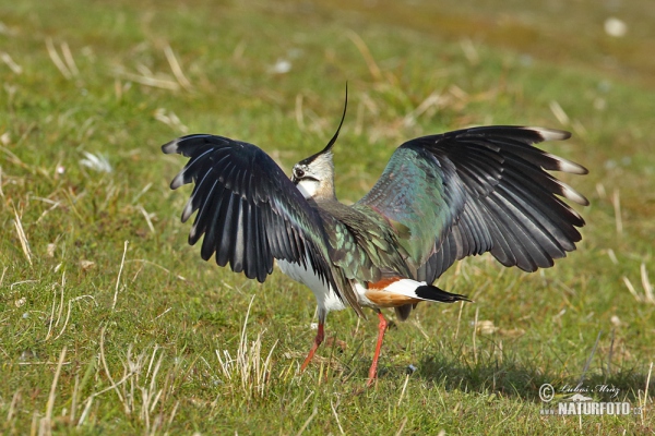 Kiebitz (Vanellus vanellus)