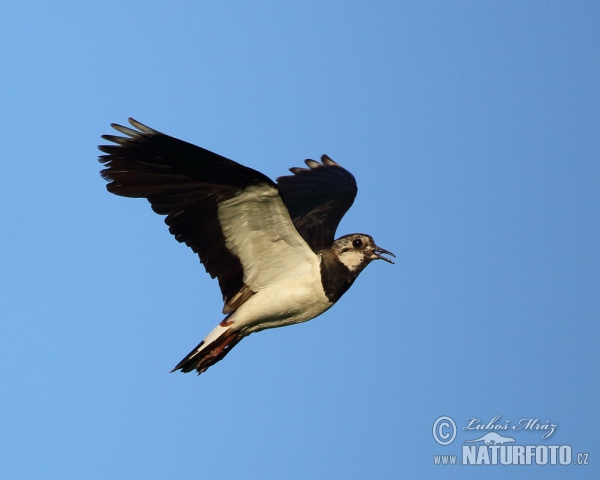 Kiebitz (Vanellus vanellus)