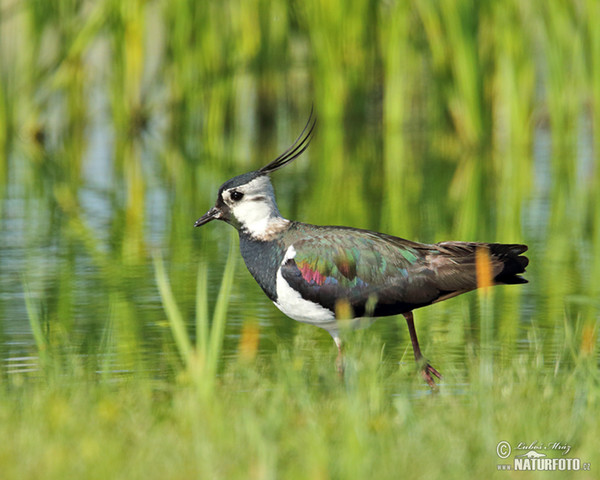 Kiebitz (Vanellus vanellus)