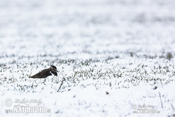 Kiebitz (Vanellus vanellus)