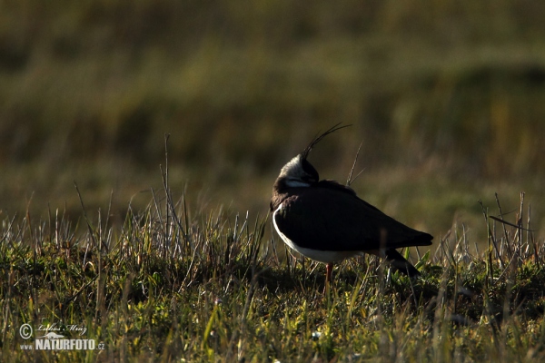 Kiebitz (Vanellus vanellus)