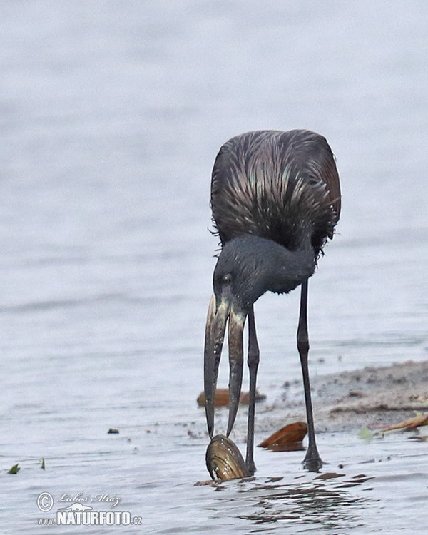 Klaffschnabel Mohrenklaffschnabel (Anastomus lamelligerus)