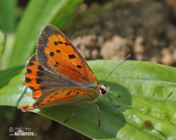 Klainer Feuerfalter (Lycaena phlaeas)