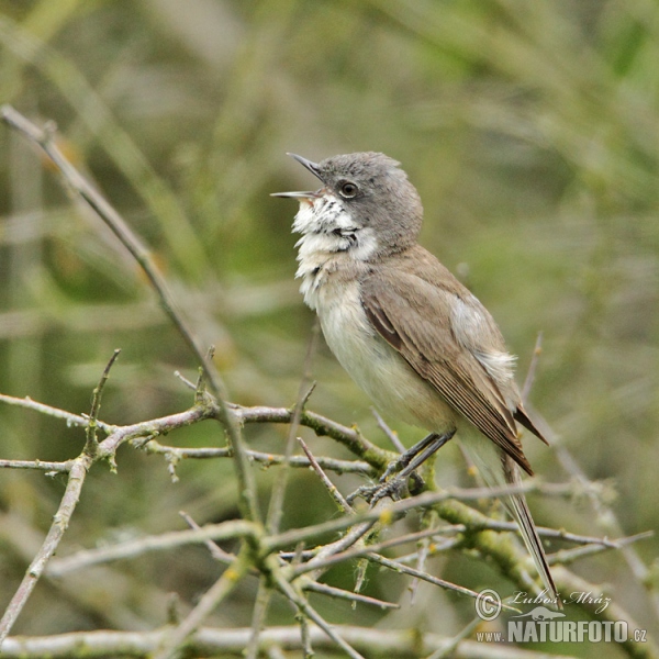 Klappergrasmücke (Sylvia curruca)