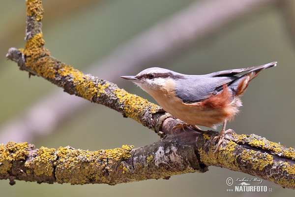 Kleiber (Sitta europaea)