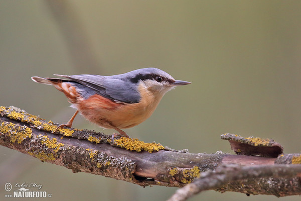 Kleiber (Sitta europaea)