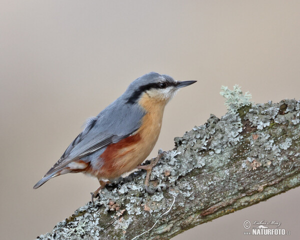 Kleiber (Sitta europaea)