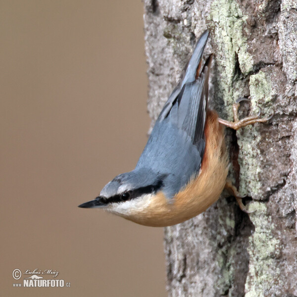 Kleiber (Sitta europaea)