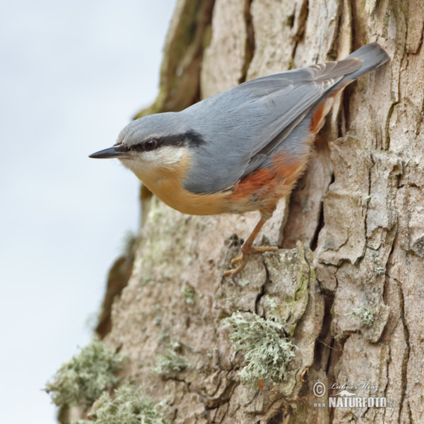 Kleiber (Sitta europaea)