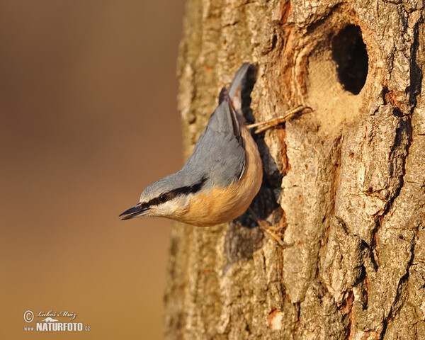 Kleiber (Sitta europaea)