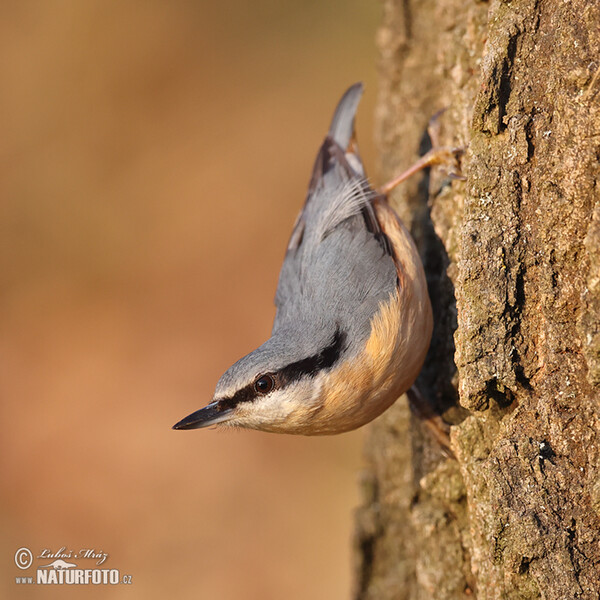 Kleiber (Sitta europaea)