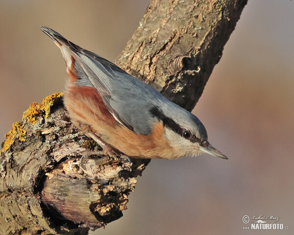 Kleiber (Sitta europaea)