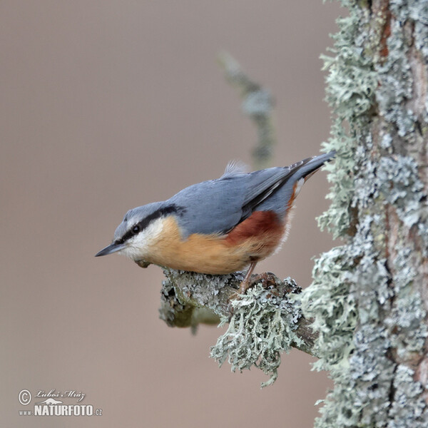 Kleiber (Sitta europaea)