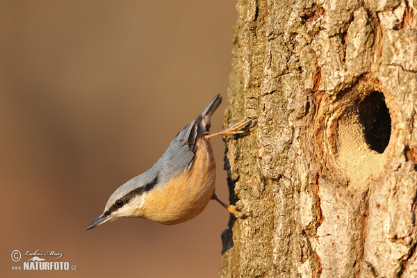 Kleiber (Sitta europaea)