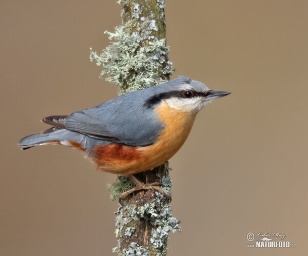 Kleiber (Sitta europaea)