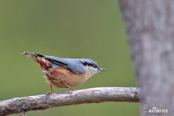 Kleiber (Sitta europaea)